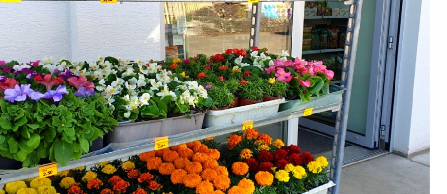 agra nowa ogrodniczy kwiaty