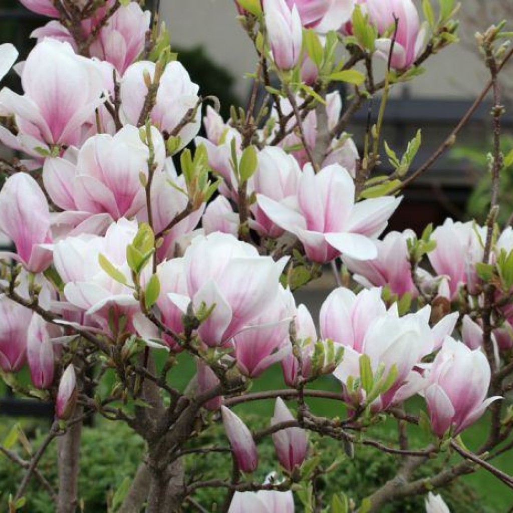 agra nowa ogrodniczy magnolie
